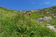 19 Genziana porporina (Gentiana Lutea) con mucche al pascolo